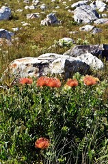 Landscape with orange Pincushion Proteas and Fynbos in the Kogelberg Nature Reserve