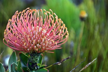 Close up of an orange Pincushion Protea in the Kogelberg Nature Reserve