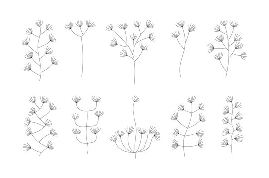 Horsetail branch plant. Decoration equisetum arvense line art. Vector collection of decorative element.