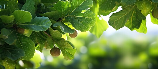 Fototapeta na wymiar Close-up of fig tree with air layering.