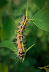 Hairy caterpillar on a leaf