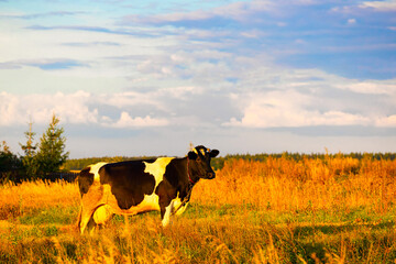 a cow with a large udder stands in the meadow.