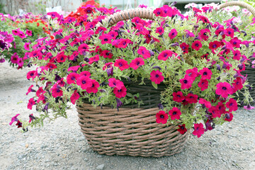 Red ampelous petunia blooms in a natural wicker basket
