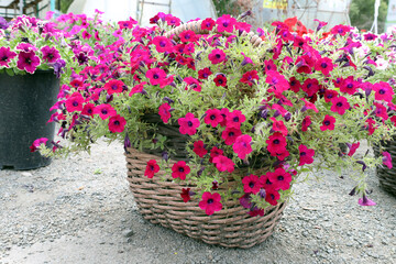 a natural wicker basket filled with blooming ampelous pink petunia - obrazy, fototapety, plakaty