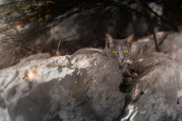 Szary kot schowany w cieniu za skałą. Odpoczywający kot. Kot wśród skał. Kot w cieniu. Kocie oczy.  - obrazy, fototapety, plakaty