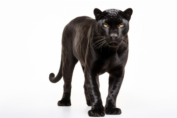 Fototapeta premium Close up photograph of a full body panther isolated on a solid white background