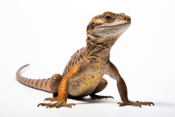 Close up photograph of a full body lizard isolated on a solid white background