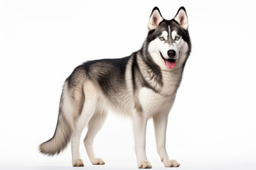 Close up photograph of a full body husky isolated on a solid white background