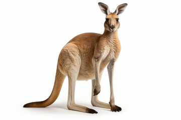 Close up photograph of a full body kangeroo isolated on a solid white background - obrazy, fototapety, plakaty