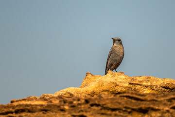 Blue rock thrush, Monticola solitarius