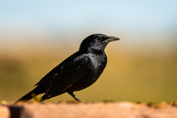 Tristram's starling, Onychognathus tristramii. The Asir Mountains, Saudi Arabia.