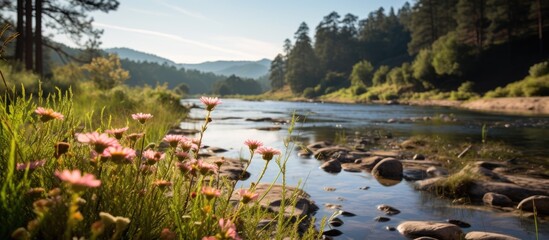 Wild flowers, vegetation, and a pine forest mountain blur near the river Zezere in Dornes, Portugal.