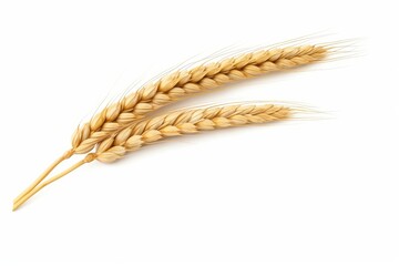 Ear of wheat spikelet isolated on white or white background, Generative AI