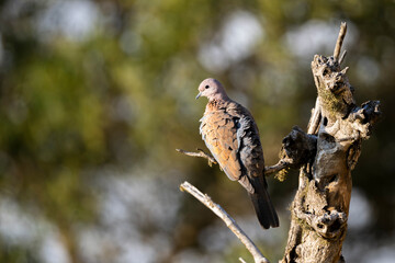 Laughing dove, Spilopelia senegalensis, in the Asir Mountains, Saudi Arabia