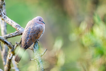 Laughing dove, Spilopelia senegalensis, in the Asir Mountains, Saudi Arabia