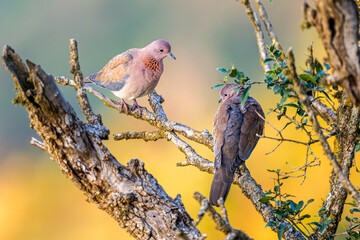 Laughing dove, Spilopelia senegalensis, in the Asir Mountains, Saudi Arabia