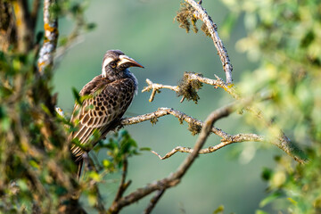 African grey hornbill, Lophoceros nasutus, in the Asir Mountains, Saudi Arabia
