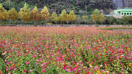  Siberian chrysanthemum
