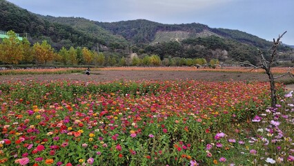  Siberian chrysanthemum