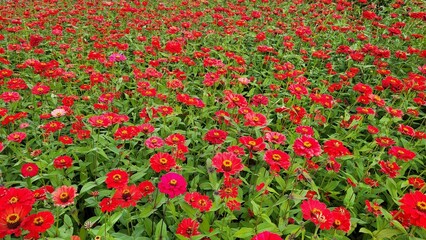  Siberian chrysanthemum