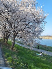 Fototapeta na wymiar cherry blossoms