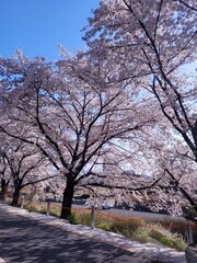 cherry blossoms