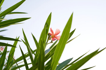 Pink Nerium oleander flower among green narrow long leaves close-up, horizontal photo, white sky background.. Poisonous garden tropical plant blooms beautifully in a park in Pakistan.