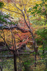 東京赤坂にある氷川神社の美しい紅葉