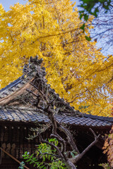 東京赤坂にある氷川神社の美しい紅葉