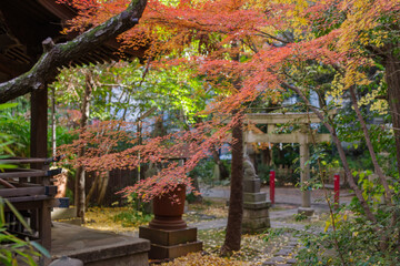東京赤坂にある氷川神社の美しい紅葉