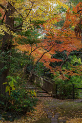 東京赤坂にある氷川神社の美しい紅葉