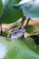 葉によじ登る可愛いトノサマガエル