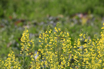 春の野原に咲く綺麗な菜の花