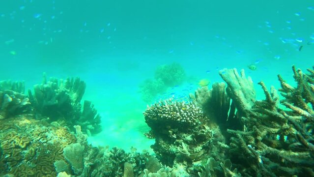 Coral reef, sea or tropical fish with swimming underwater, aquatic wildlife with sustainable plants. Ocean, animals and exploration of natural seaweed in raja ampat seabed and marine habitat paradise