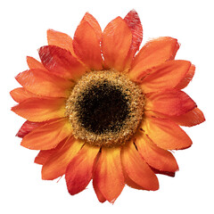 Close-up of an orange and yellow daisy with water drops.  Yellow gerbera flower isolated on...