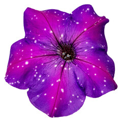 Petunia 'Night Sky'. Flowers collection isolated on transparent background. Purple night sky petunia flower in a botanical garden in spring. Night Sky Petunia with blue solid bloom.  - obrazy, fototapety, plakaty