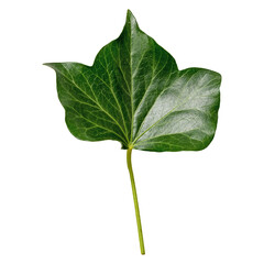 Ivy leaf isolated on transparent background. a single fresh ivy liana with leaf, cutout.