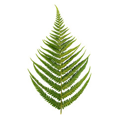 Green leaves fern tropical rain-forest foliage plant isolated on transparent background, clipping...