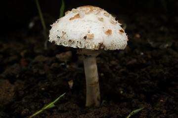 mushroom in the forest