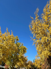 Fototapeta premium Gold on Blue