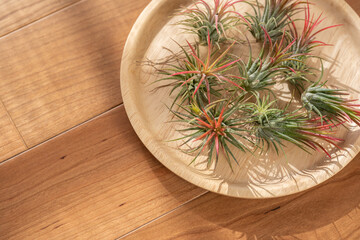 エアプランツ  チランジア　フエゴ