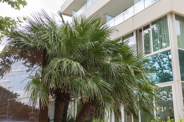 Fototapeta na wymiar Palm tree in front of a modern office building with large windows