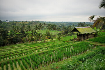 Fototapeta na wymiar Scenic view of beautiful rice fields in Indonesia