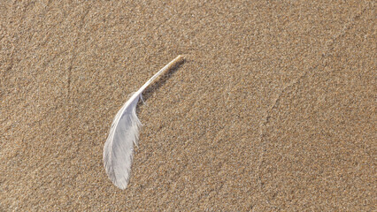 Feather on the sand at the beach, closeup of photo