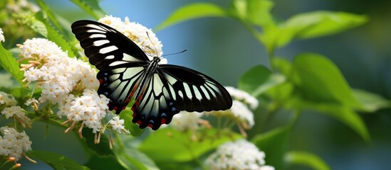 beautiful summer garden, the vivid colors of flowers and butterfly wings create a breathtaking background, accentuated by the fresh green leaves and the natural beauty of the forest. The contrast