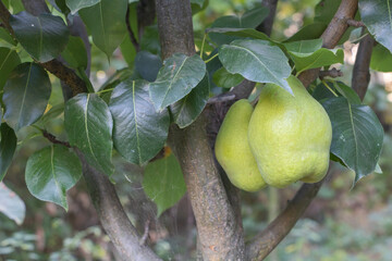 A bunch of pears in the tree. Benefits of pears concept