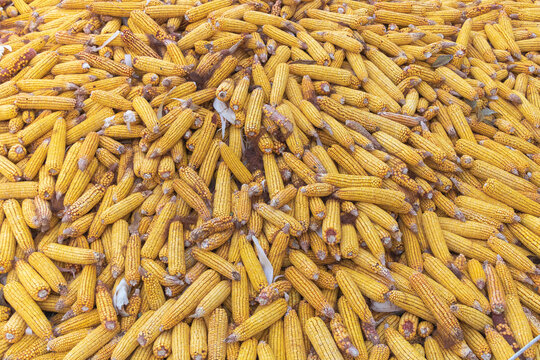 Close up of dried corn cobs texture - concept for feeding animals