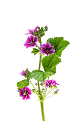 wood mallow isolated