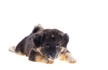 Obraz premium puppy isolated