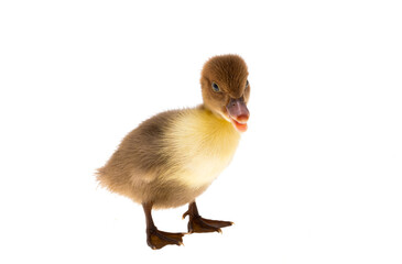 Fototapeta premium duckling isolated